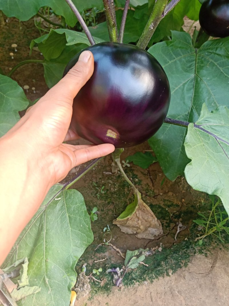 紫光圆茄