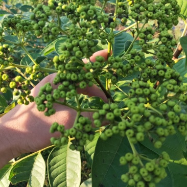 江西中花吴茱萸扦插苗，当年挂果苗，也叫茶辣子