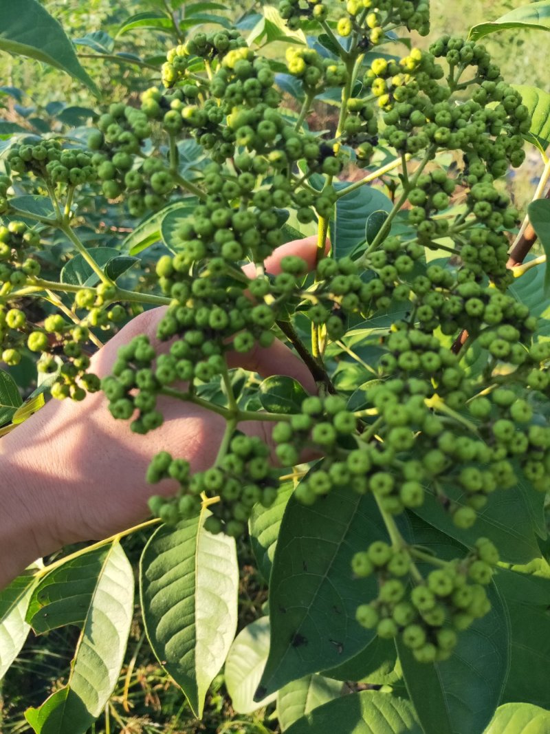 江西中花吴茱萸扦插苗，当年挂果苗，也叫茶辣子