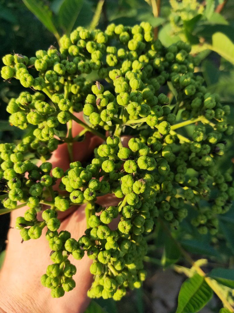 江西中花吴茱萸扦插苗，当年挂果苗，也叫茶辣子