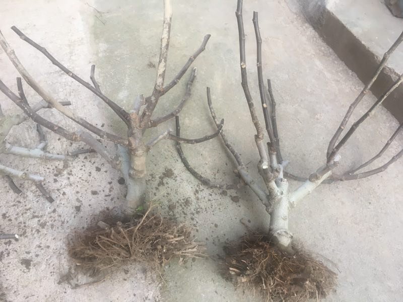 【精品】无花果树玻姬红无花果树南北方种植产量高
