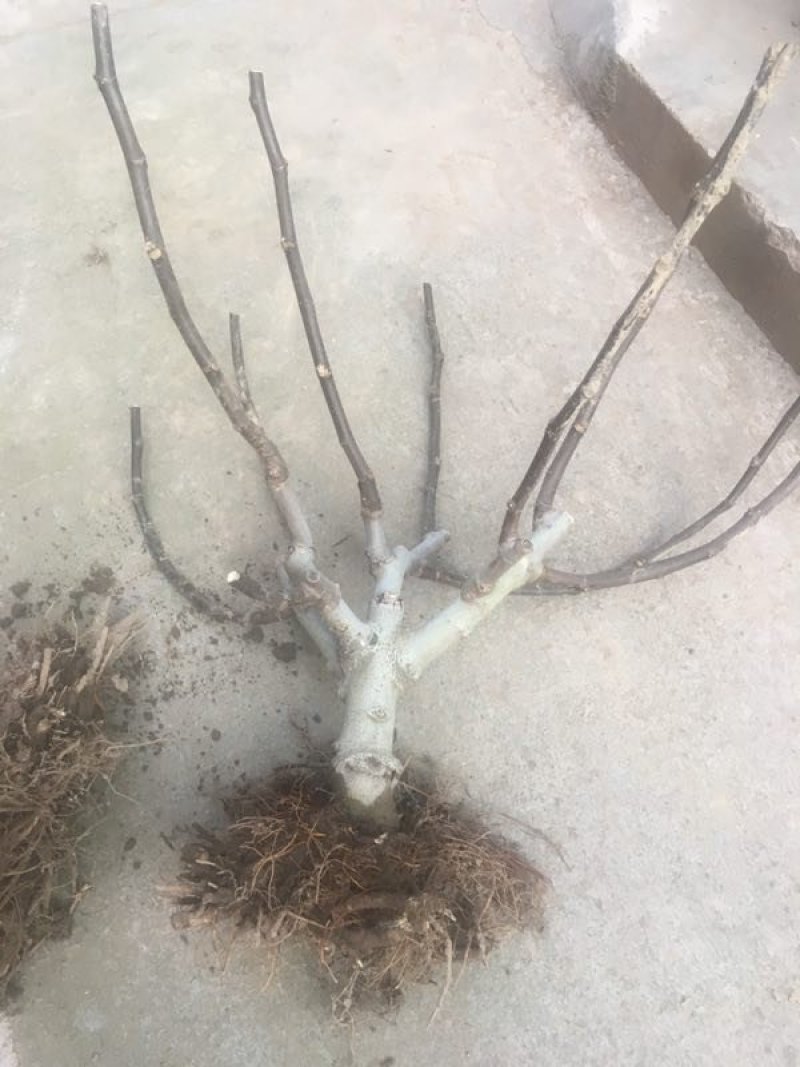 【精品】无花果树玻姬红无花果树南北方种植产量高