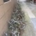 【精品】无花果树玻姬红无花果树南北方种植产量高