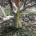 【精品】无花果树玻姬红无花果树南北方种植产量高