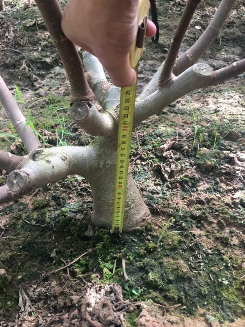 【精品】无花果树玻姬红无花果树南北方种植产量高