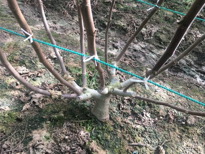 【精品】无花果树玻姬红无花果树南北方种植产量高