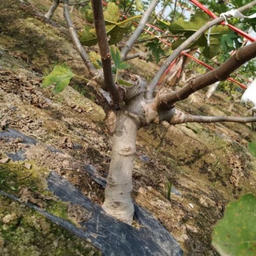 【精品】无花果树玻姬红无花果树南北方种植产量高