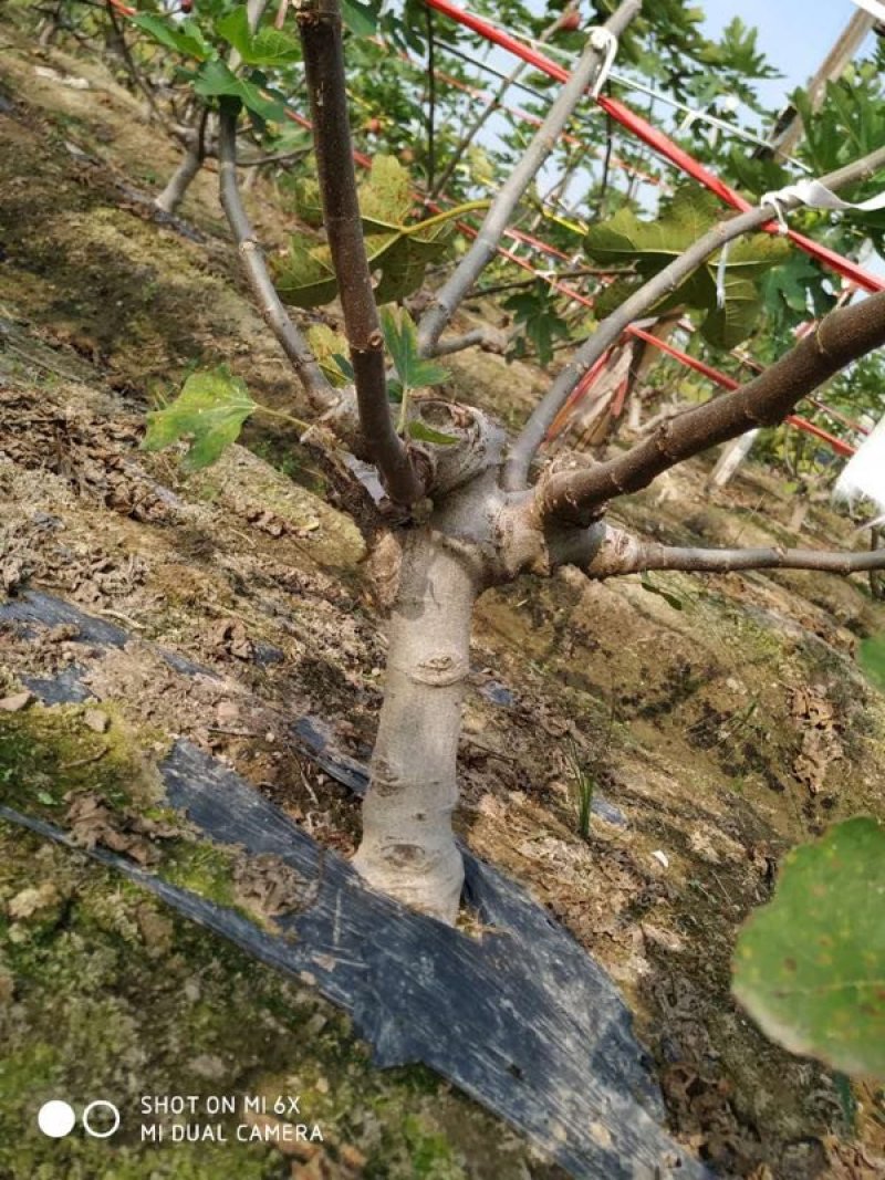 【精品】无花果树玻姬红无花果树南北方种植产量高