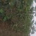 【精品】无花果树玻姬红无花果树南北方种植产量高
