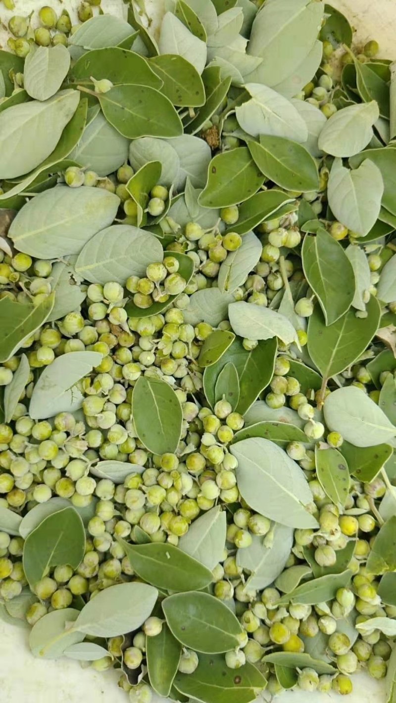 江西单叶蔓荆子挂果苗，量大从优，大型基地干果回收