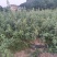江西单叶蔓荆子挂果苗，量大从优，大型基地干果回收