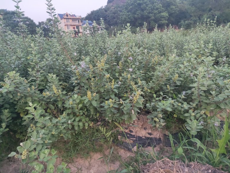 江西单叶蔓荆子挂果苗，量大从优，大型基地干果回收