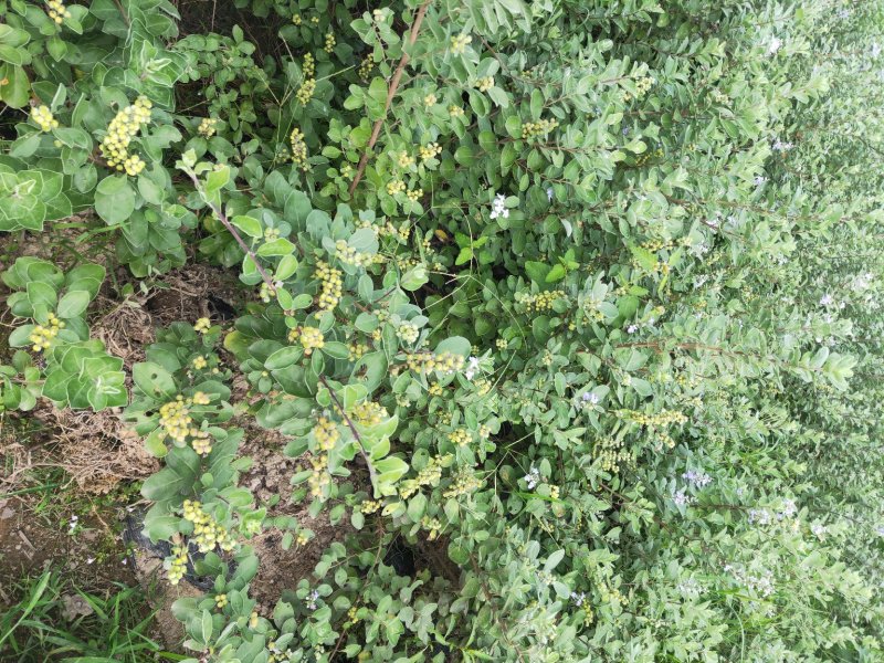 江西单叶蔓荆子挂果苗，量大从优，大型基地干果回收