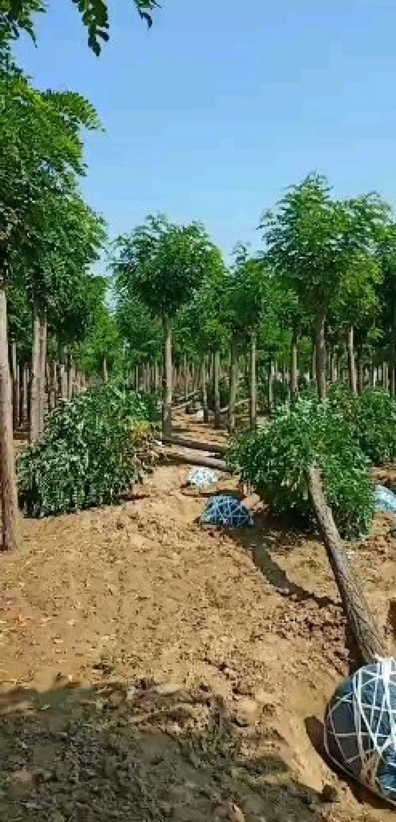 15公分刺槐价格带土球装车价格，河北刺槐，自产自销，