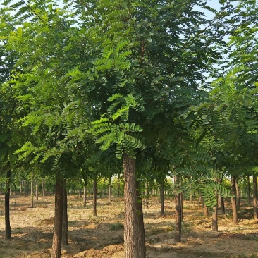 15公分刺槐价格带土球装车价格，河北刺槐，自产自销，