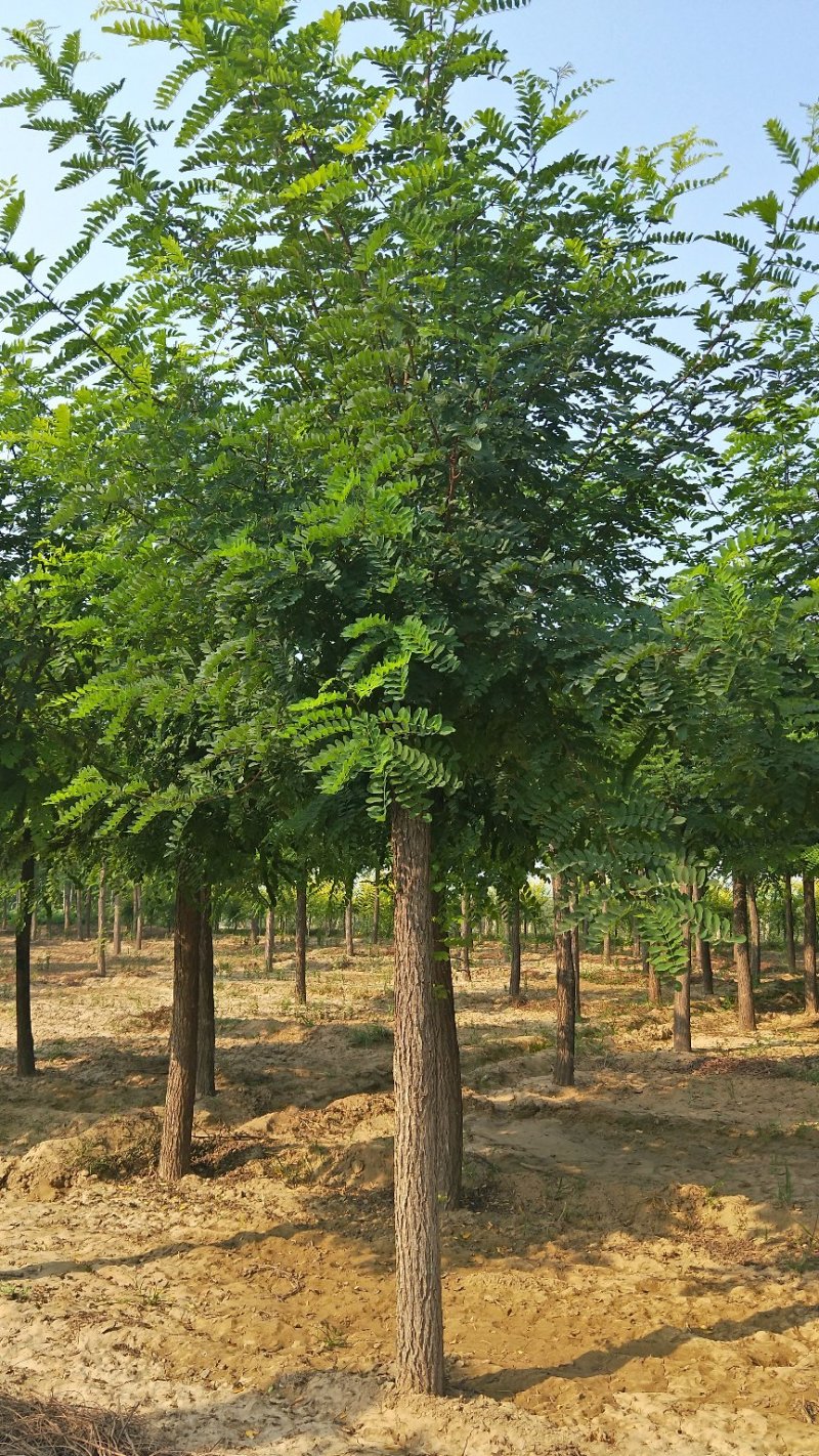 15公分刺槐价格带土球装车价格，河北刺槐，自产自销，