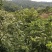 青皮核桃，大量上市欢迎各位老板收货