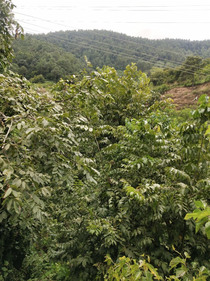 青皮核桃，大量上市欢迎各位老板收货
