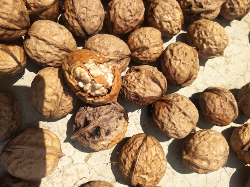 青皮核桃，大量上市欢迎各位老板收货