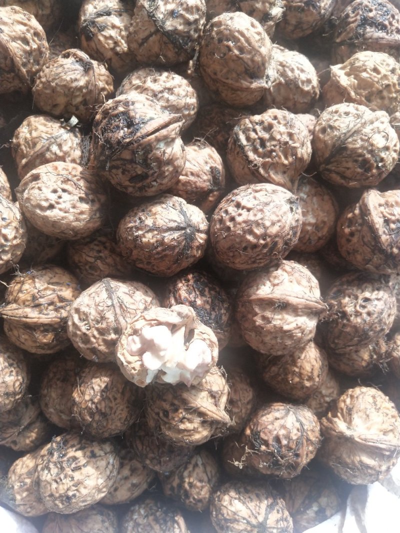 青皮核桃，大量上市欢迎各位老板收货