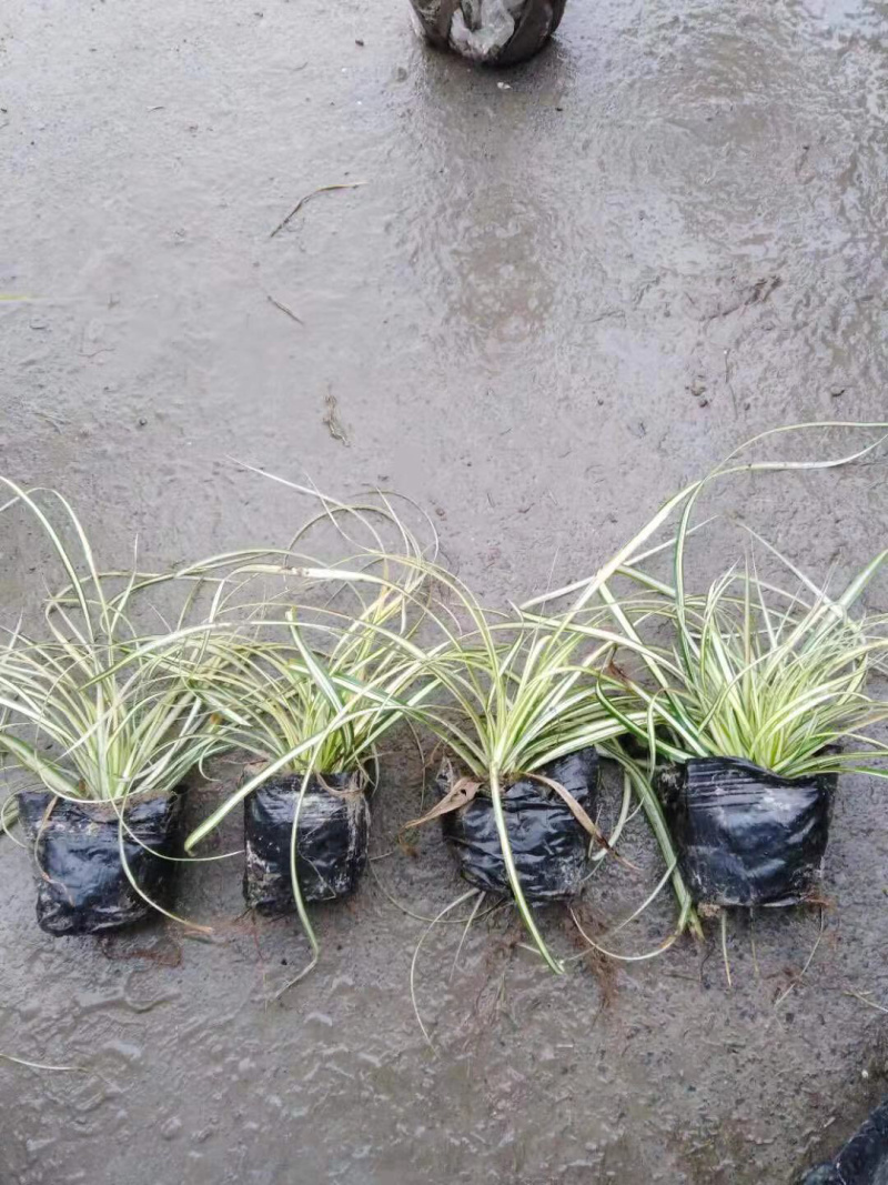 金叶苔草，金丝苔草，