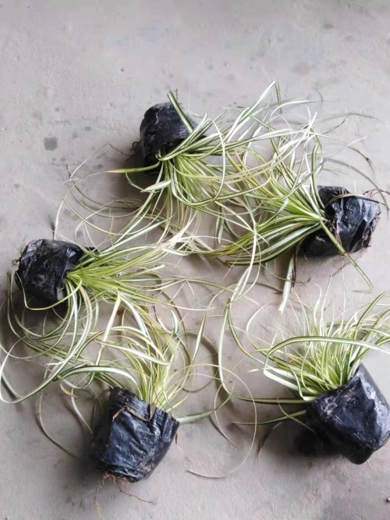 金叶苔草，金丝苔草，