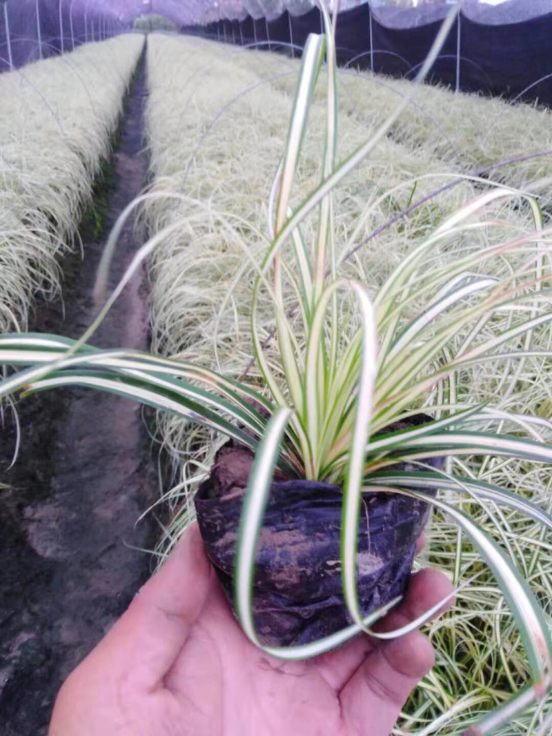 金叶苔草，金丝苔草，