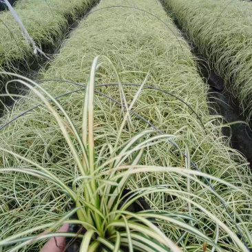 金叶苔草，金丝苔草，