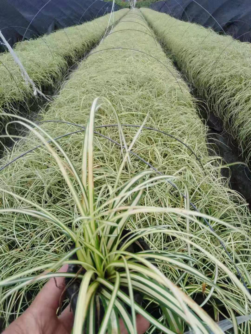 金叶苔草，金丝苔草，