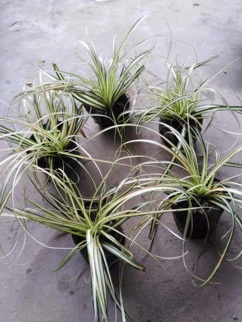 金叶苔草，金丝苔草，