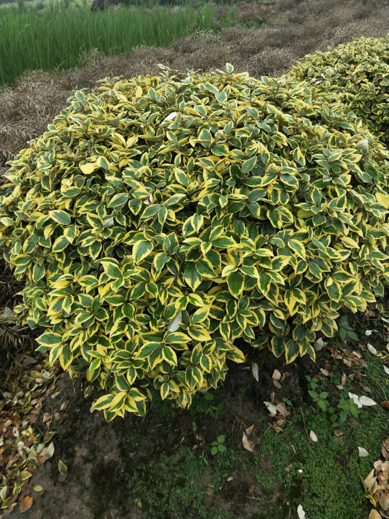 金叶苔草，金丝苔草，