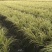 金叶苔草，金丝苔草，