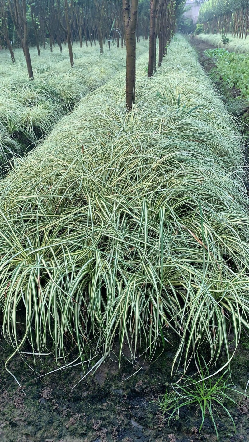 金叶苔草，金丝苔草，