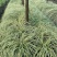 金叶苔草，金丝苔草，