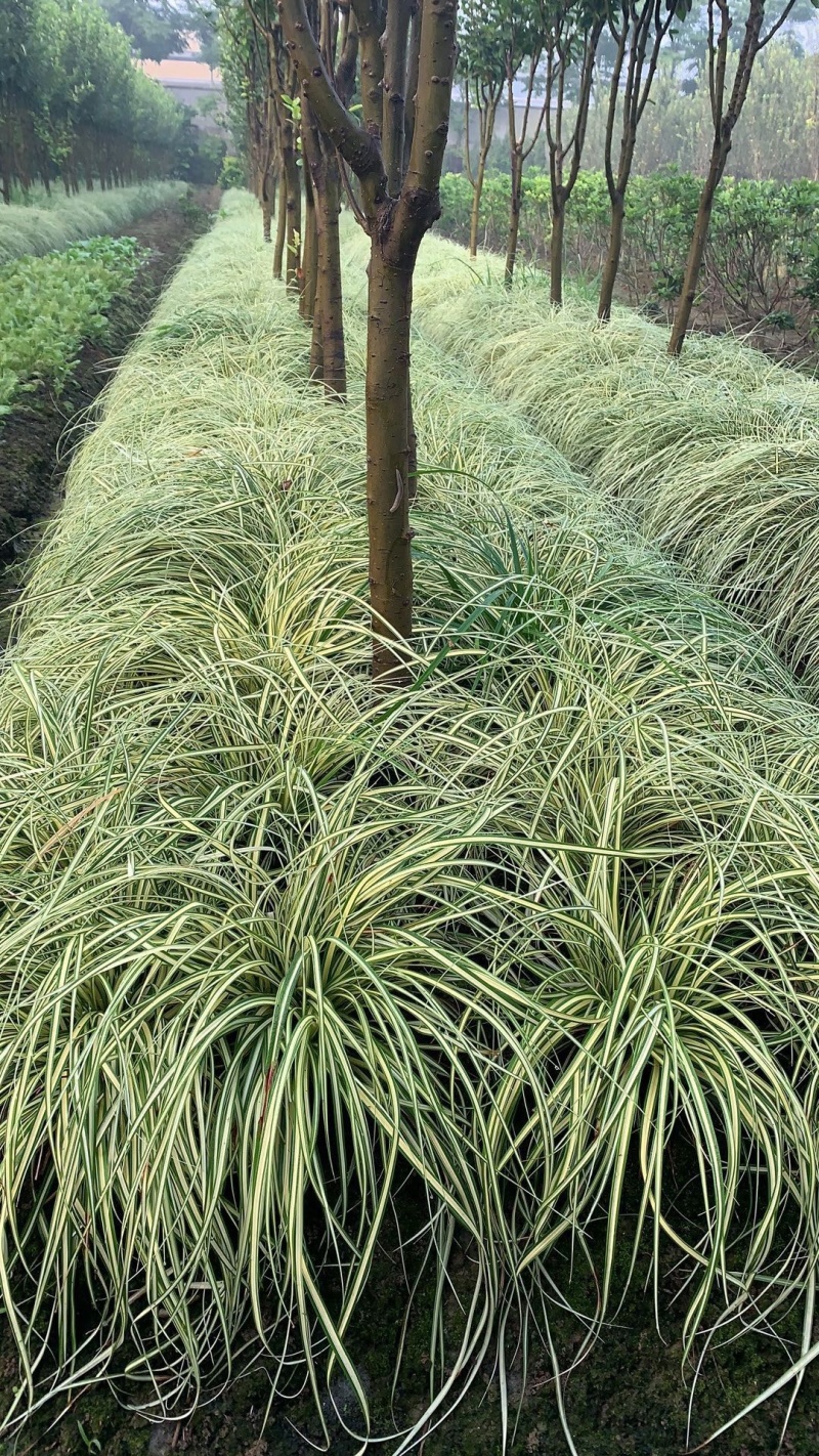 金叶苔草，金丝苔草，