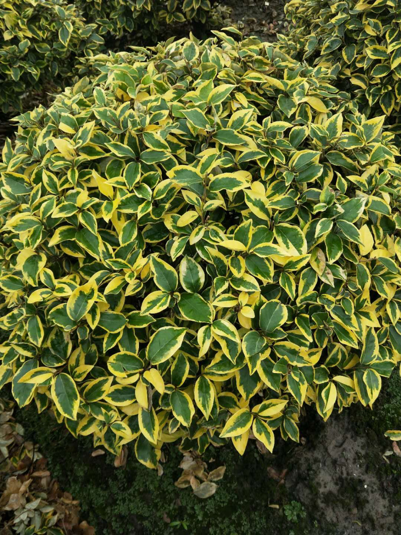 金叶苔草，金丝苔草，