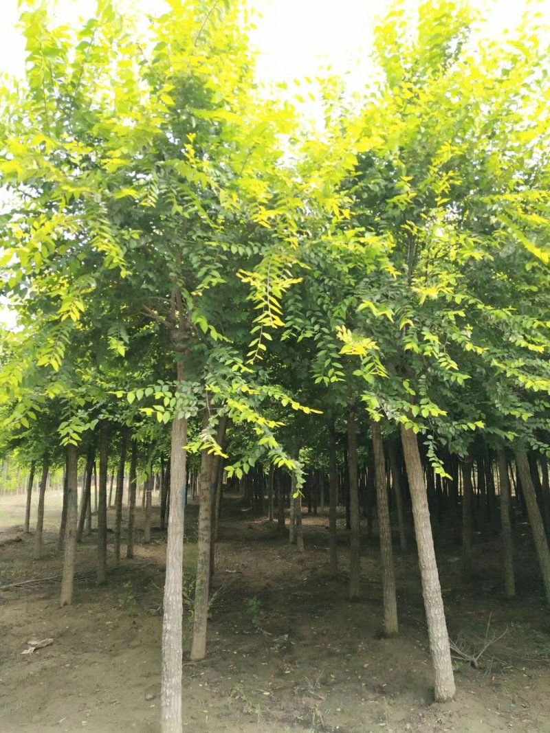 10公分金叶榆12-13-15-18装车自家苗圃货源，