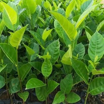 木菠萝嫁接苗地苗杯苗和实生地苗杯苗有货供应