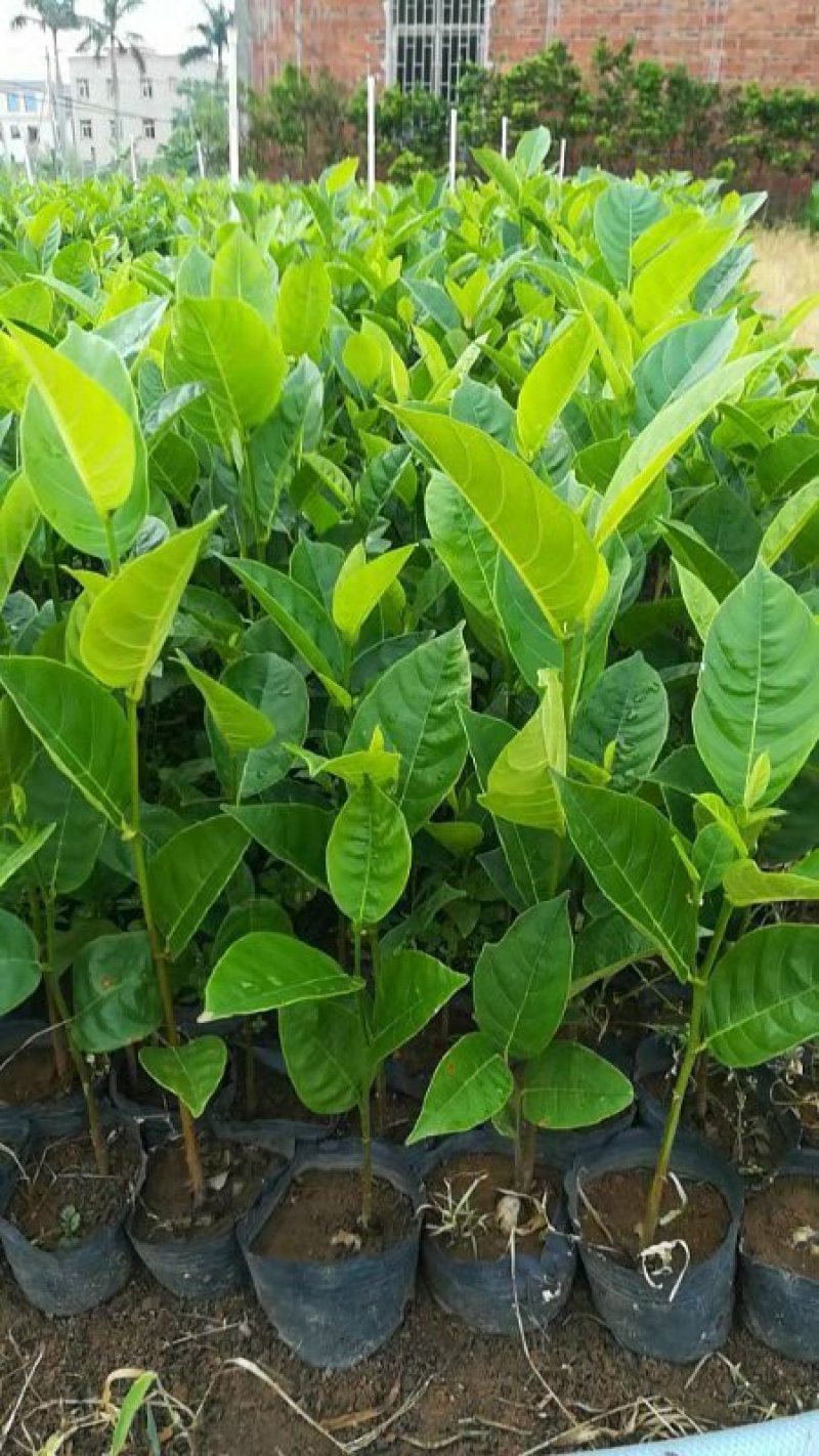 木菠萝嫁接苗地苗杯苗和实生地苗杯苗有货供应
