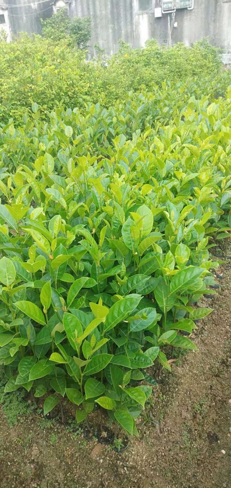 木菠萝嫁接苗地苗杯苗和实生地苗杯苗有货供应