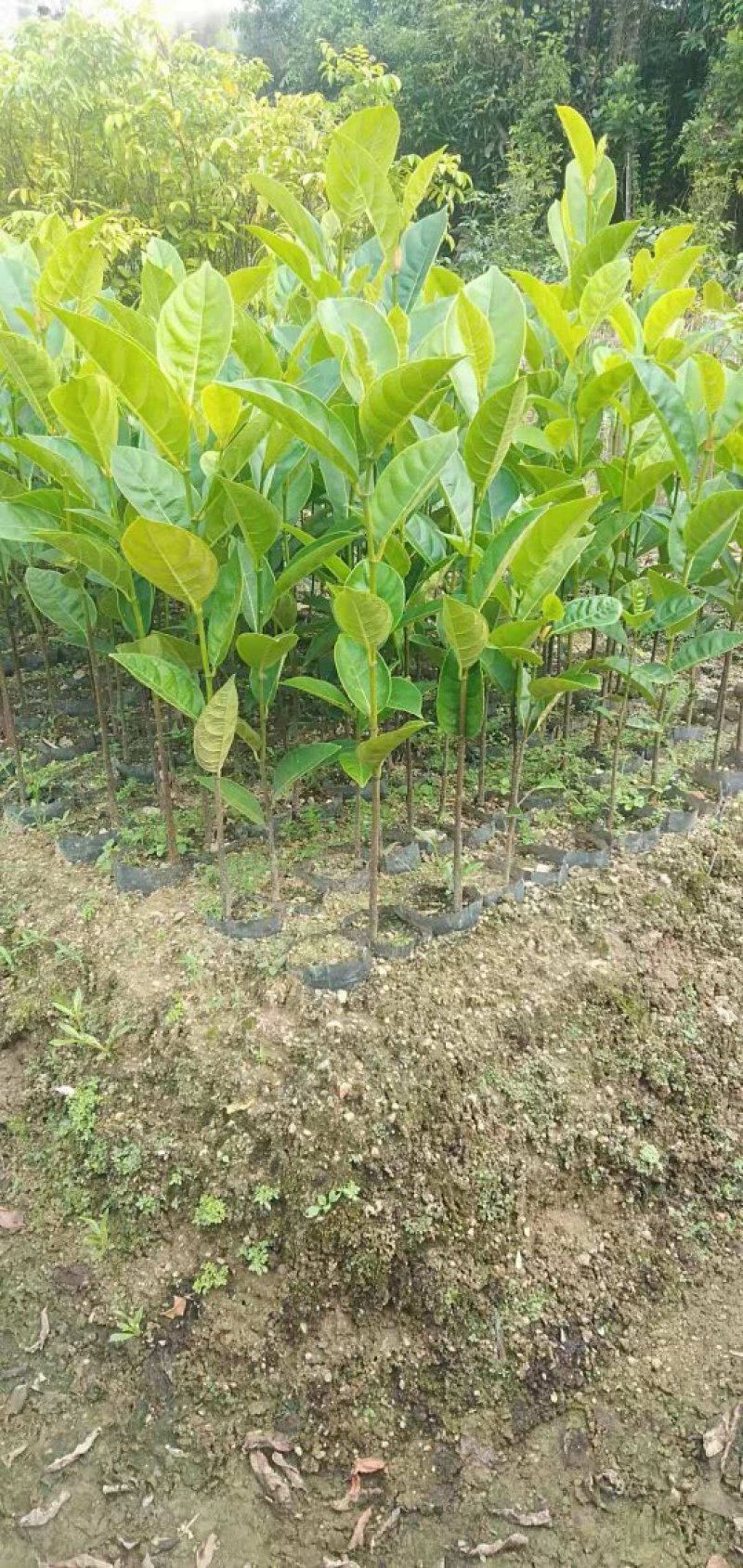木菠萝嫁接苗地苗杯苗和实生地苗杯苗有货供应