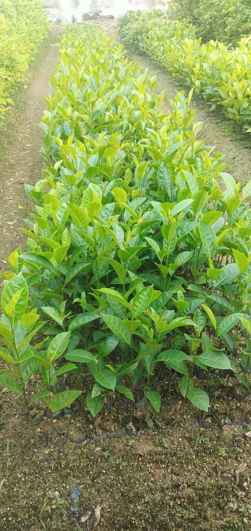 木菠萝嫁接苗地苗杯苗和实生地苗杯苗有货供应