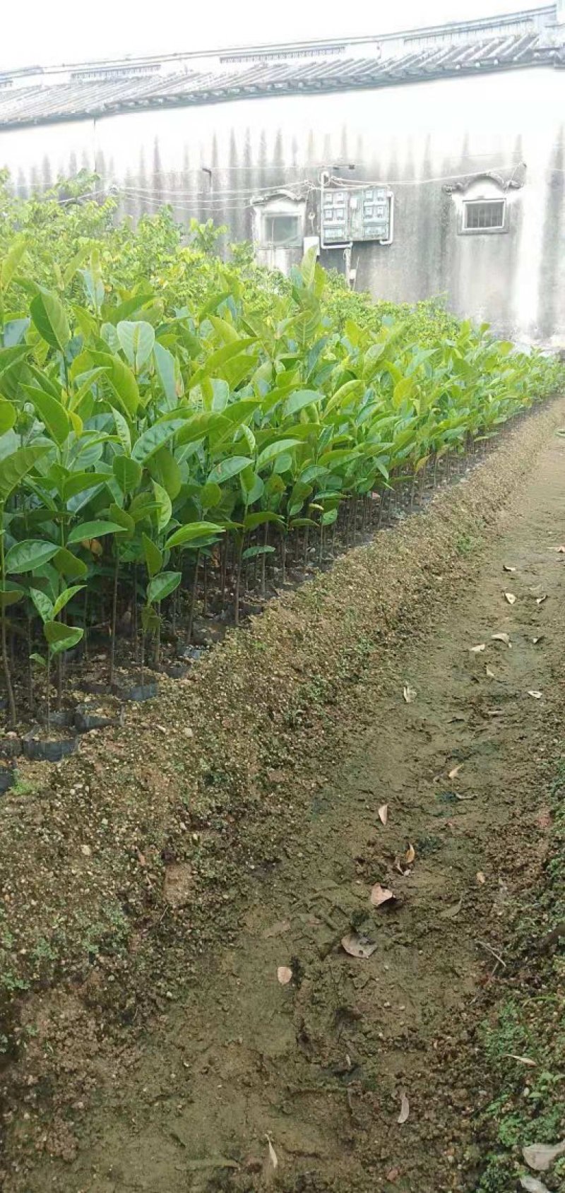 木菠萝嫁接苗地苗杯苗和实生地苗杯苗有货供应
