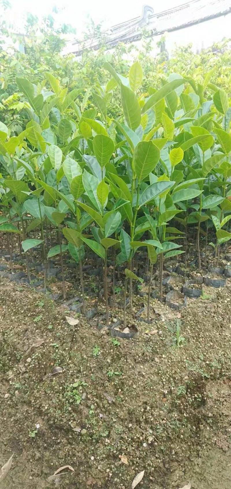 木菠萝嫁接苗地苗杯苗和实生地苗杯苗有货供应