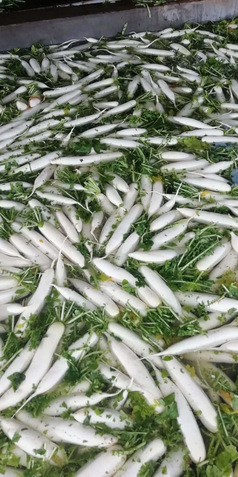 高山白萝卜，下地看货，优质货源，欢迎各地老板来电咨询