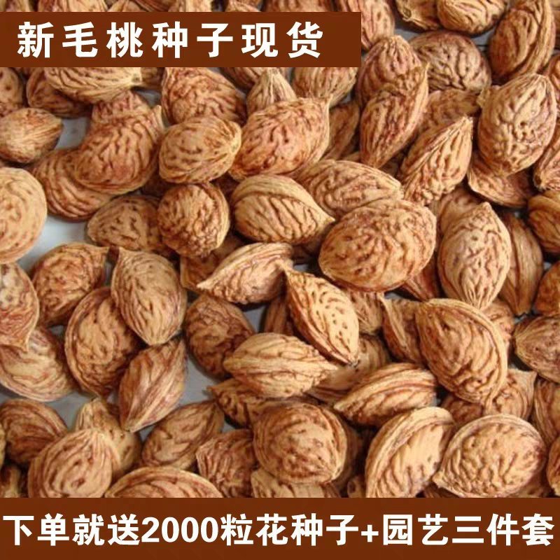果树种子批发毛桃种子山桃种子毛桃树种子毛桃种子