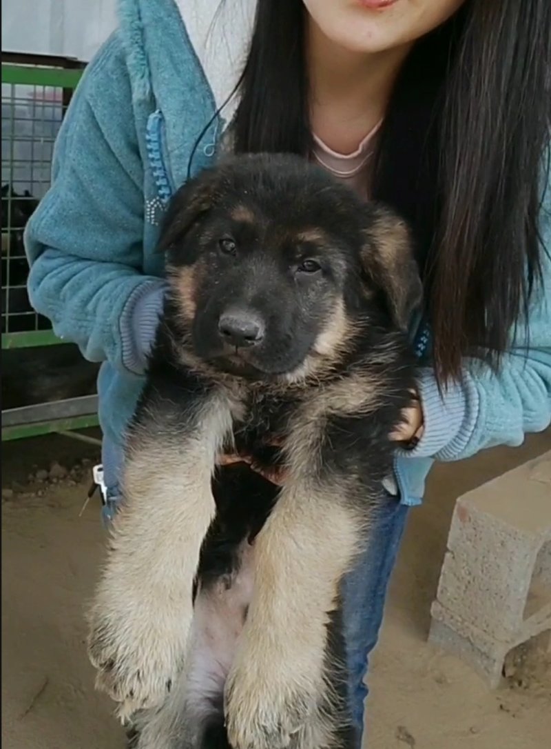 德国牧羊犬，德牧幼犬狼狗看家护院全国发货包成活品种全