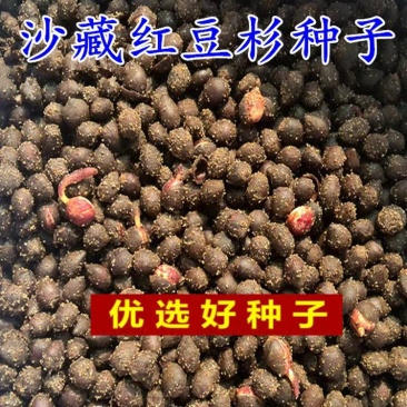 沙藏2年正宗中国红豆杉种子南方东北红豆杉种子