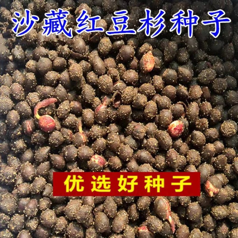 沙藏2年正宗中国红豆杉种子南方东北红豆杉种子