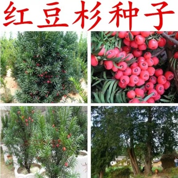 沙藏红豆杉种子正宗曼地亚红豆杉种子